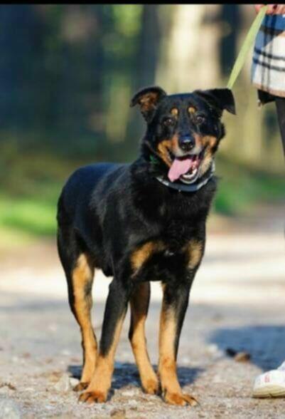 Poldek wesołek czeka na kochający domek!