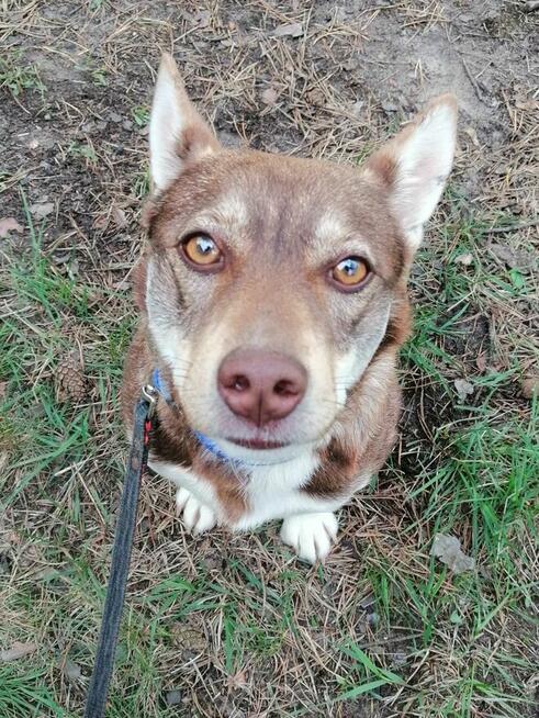 CZAKO młody łagodny piesek szuka domu