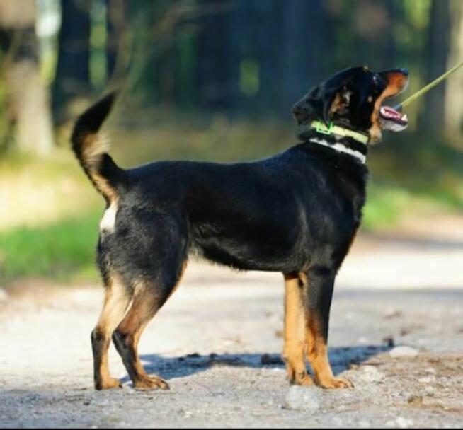 Poldek wesołek czeka na kochający domek!