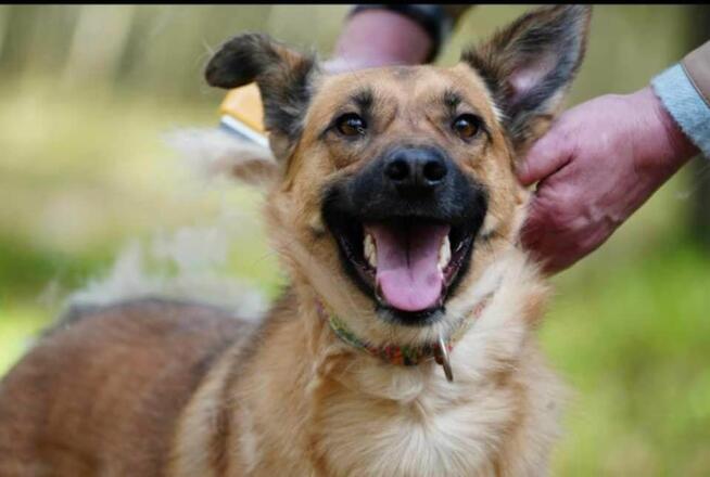 Młodziutki Miluś szuka rodzinki do pokochania!