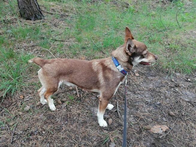 CZAKO młody łagodny piesek szuka domu