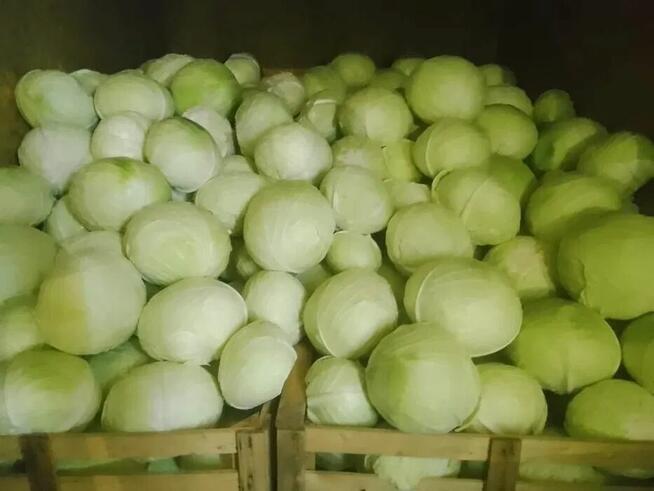 Sprzedam białą kapustę zdrową