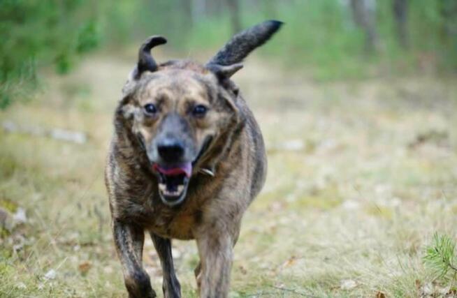 Radosny jeremiaszek prosi o kochający domek!
