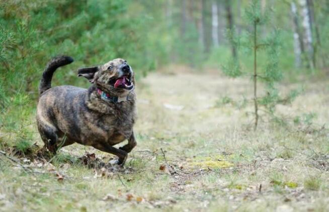 Radosny jeremiaszek prosi o kochający domek!