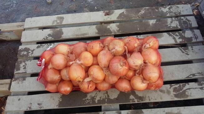 Sprzedam cebulę obraną białą, żółtą i zwykłą