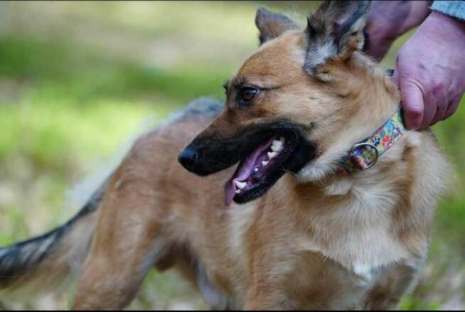 Młodziutki Miluś szuka rodzinki do pokochania!