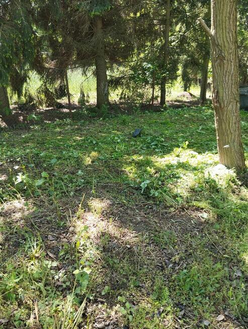 Sprzątanie mieszkań ogrodów koszenie trawy