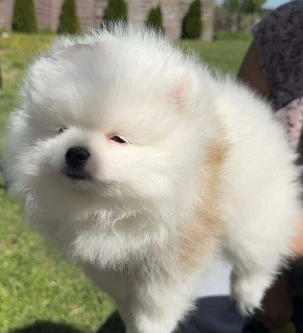 Szpic miniaturowy pomeranian