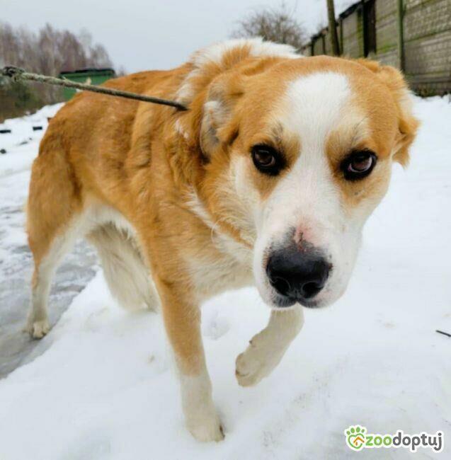CEZAR - piękny, młody psiak szuka domu