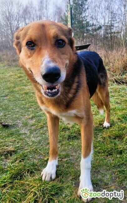 BORYSEK - delikatny, wrażliwy psiak szuka domu