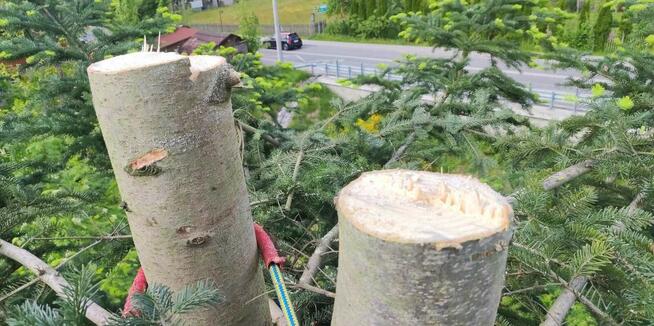 Sekcyjna wycinka drzew, usługi rębakiem Śląsk Cieszyński