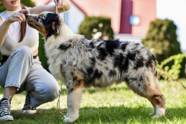 Owczarek australijski typ amerykański