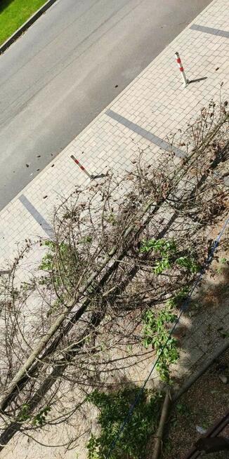 Sekcyjna wycinka drzew, usługi rębakiem Śląsk Cieszyński