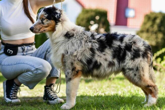 Owczarek australijski typ amerykański