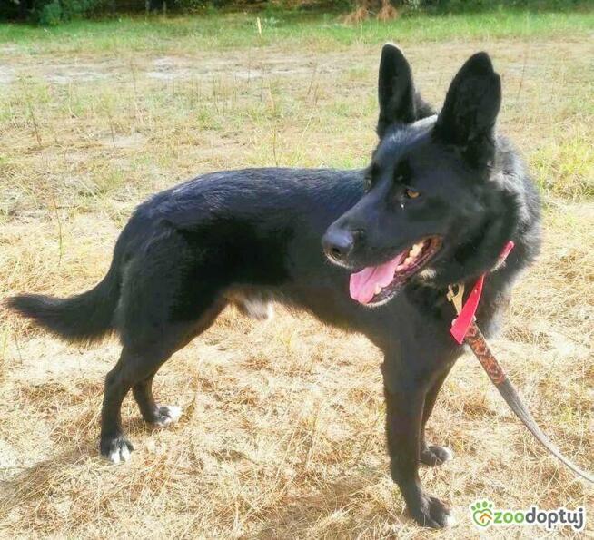 MIŁEK - piękny psiak w typie czarnego owczarka szuka domu