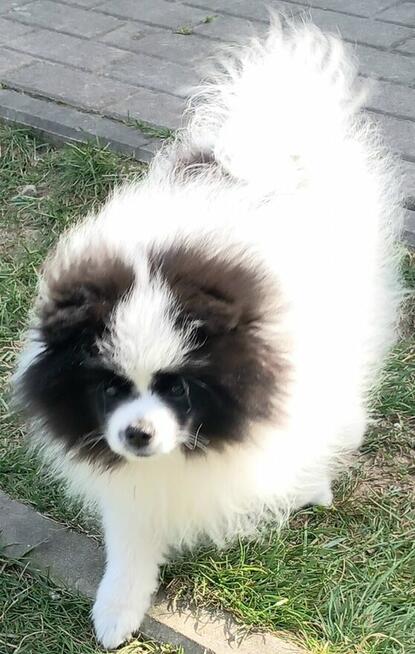 Szpic miniaturowy pomeranian