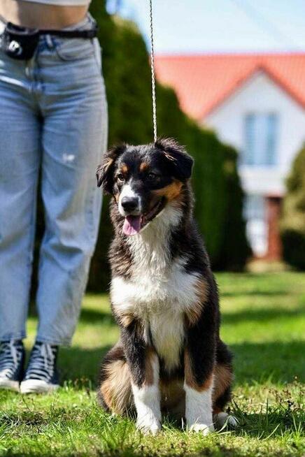 Owczarek australijski typ amerykański