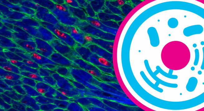 Korepetycje z biologii stacjonarnie w Toruniu lub online