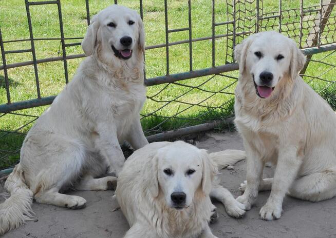 Golden retriever 8 miesięczne