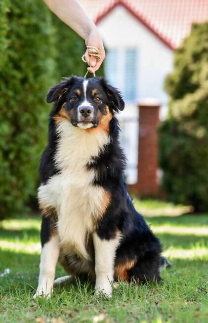 Owczarek australijski typ amerykański