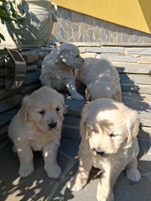Szczeniaki Golden Retriver