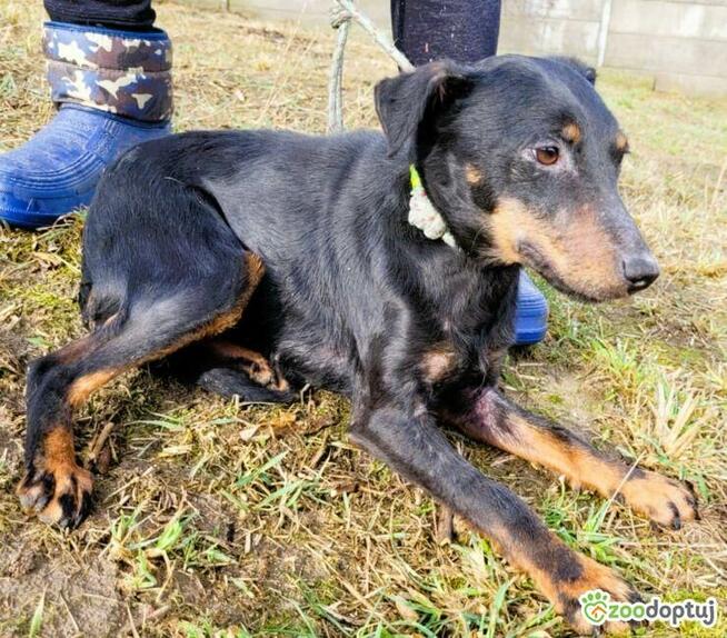 KOLA - delikatna, zagubiona sunia prosi o dom!