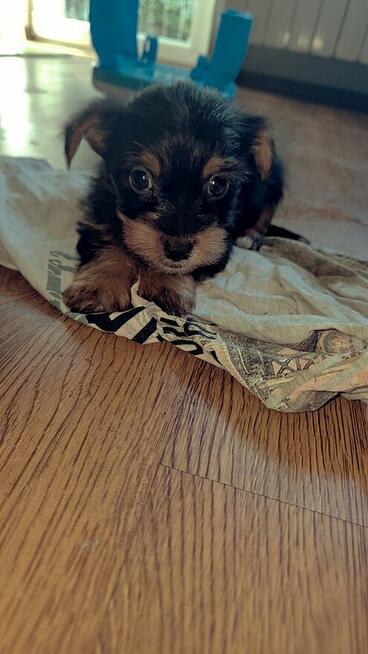 Yorki