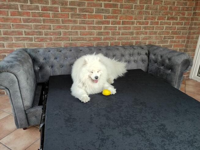 Sofa 3 osobowa pikowana Chesterfield , funkcja spania