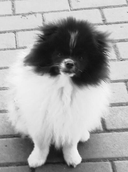 Szpic miniaturowy pomeranian