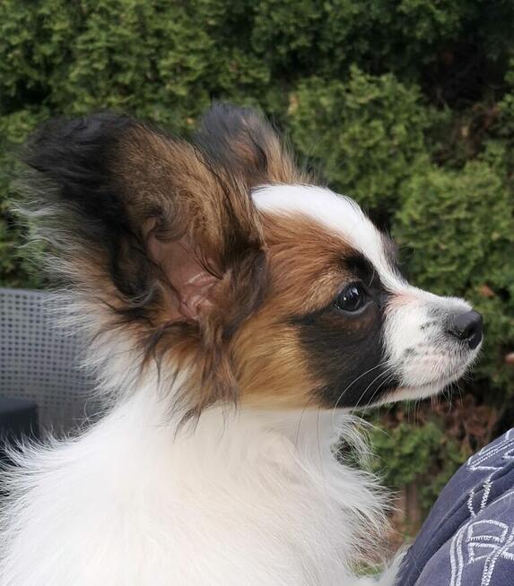 Spaniel kontynentalny Papilon
