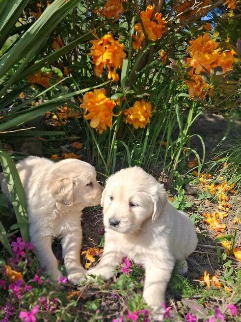 Szczeniaki Golden Retriver