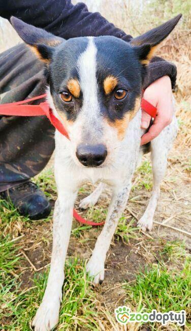 ANTOŚ - delikatny psiak za kratami schroniska, PILNE!