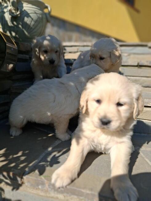 Szczeniaki Golden Retriver