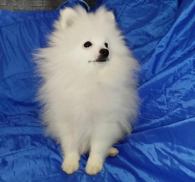 Szpic miniaturowy pomeranian
