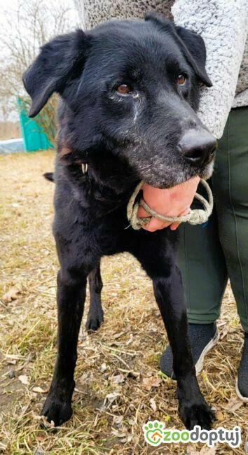 HARY - czarny, zwykły, zaniedbany psiak błaga o dom