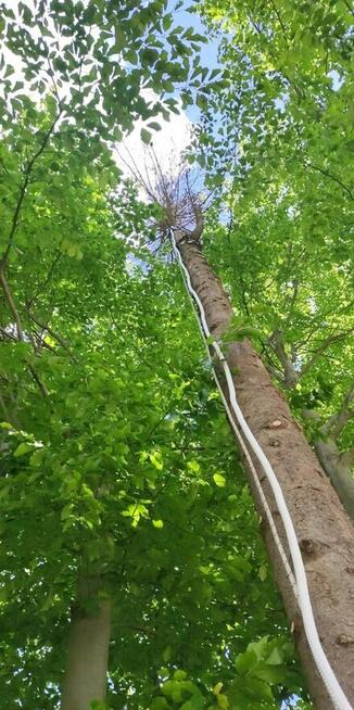 Sekcyjna wycinka drzew, usługi rębakiem Śląsk Cieszyński