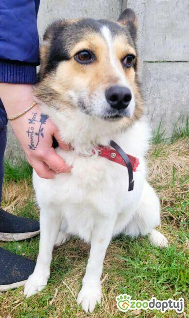 MONIA - kochana, wesoła sunia za kratami, ADOPTUJ