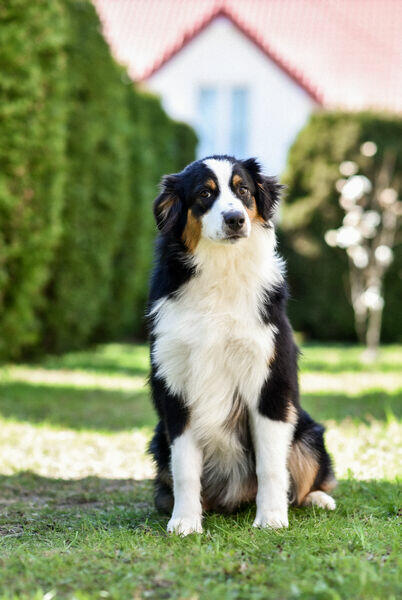 owczarek australijski typ amerykański