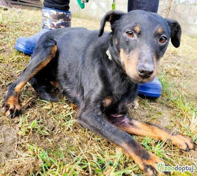 KOLA - delikatna, zagubiona sunia prosi o dom!