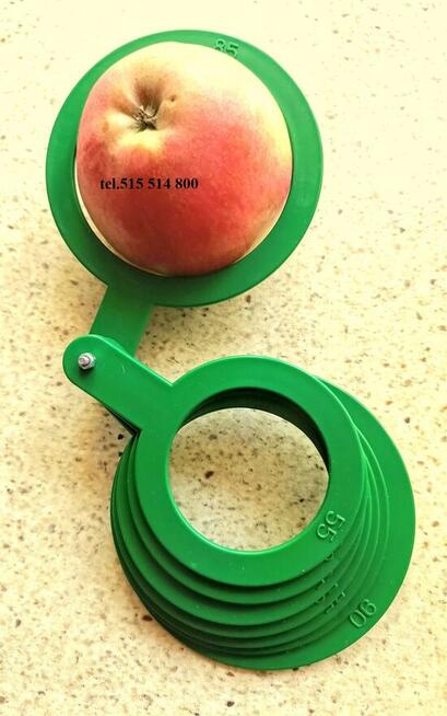 Gruszka Klapsa Sprzedam cena 1,50 zł.tel.515514800