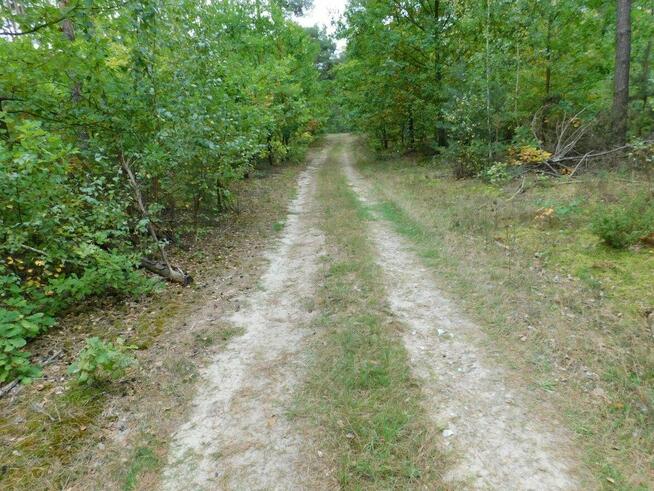 Syndyk sprzeda - Nowe Miasto nad Pilicą