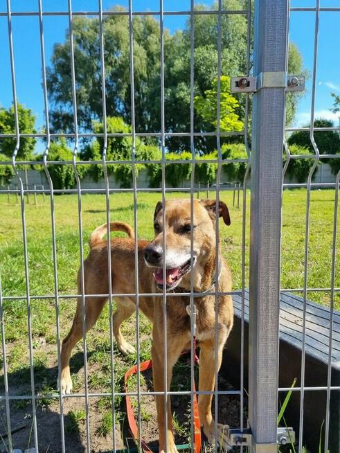 Bary szuka domu, pies