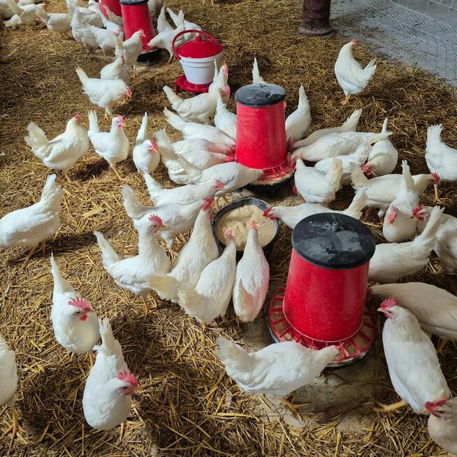 Sprzedam świeże, zdrowe swojskie jajka