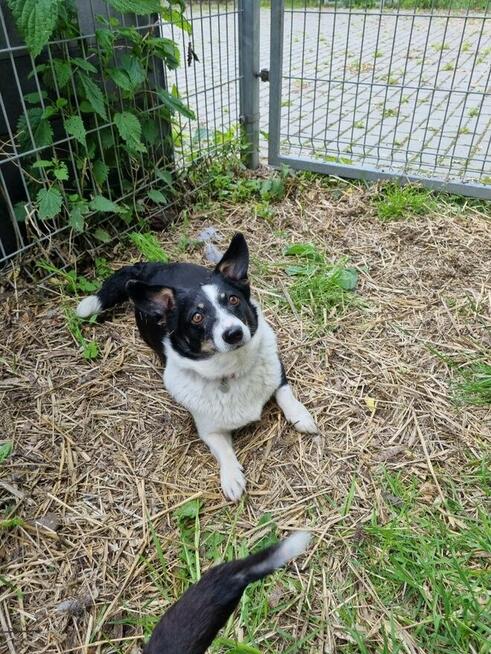 Lilka i Pola szukają domu, suczka, mała