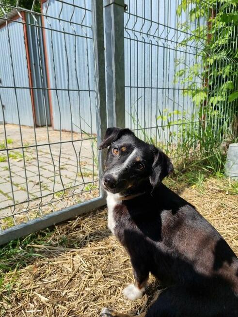 Lilka i Pola szukają domu, suczka, mała