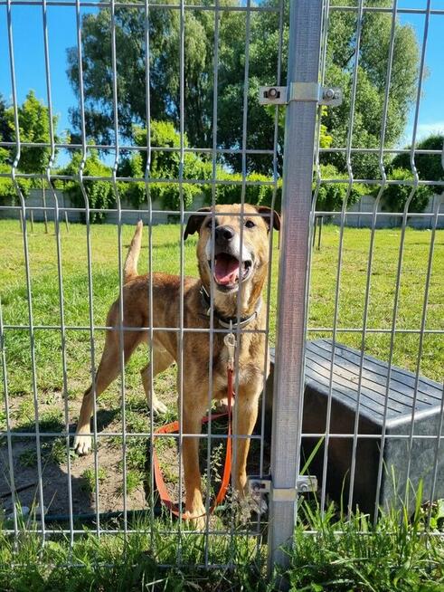 Bary szuka domu, pies