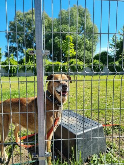 Bary szuka domu, pies