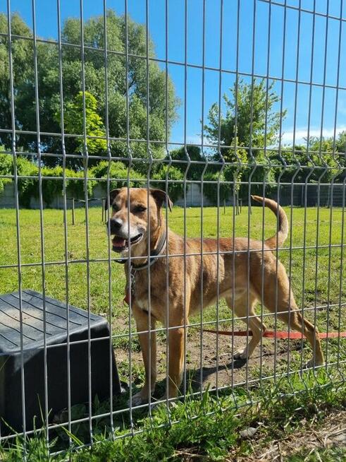 Bary szuka domu, pies