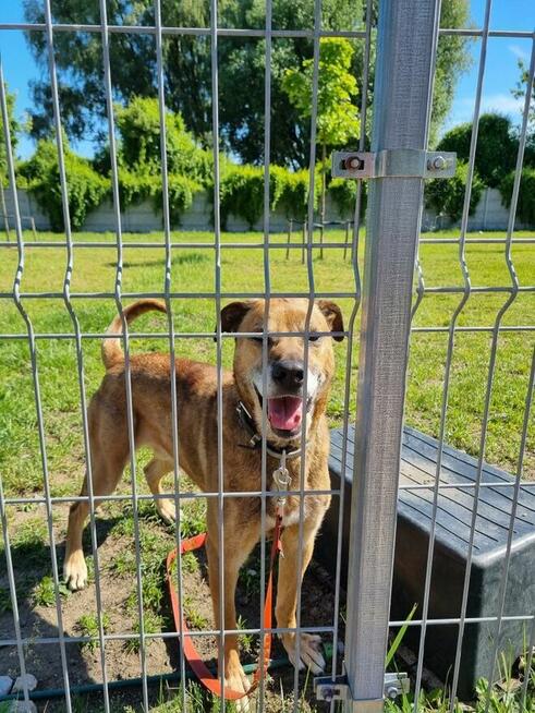 Bary szuka domu, pies