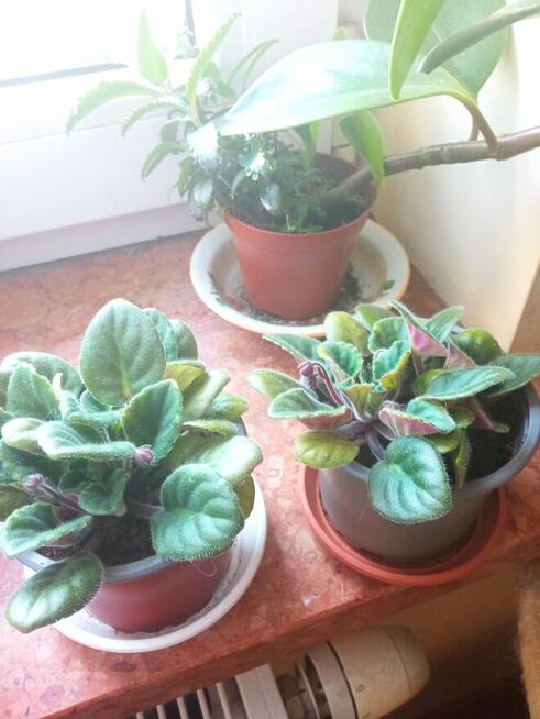 Dorodny fiołek obficie kwitnący